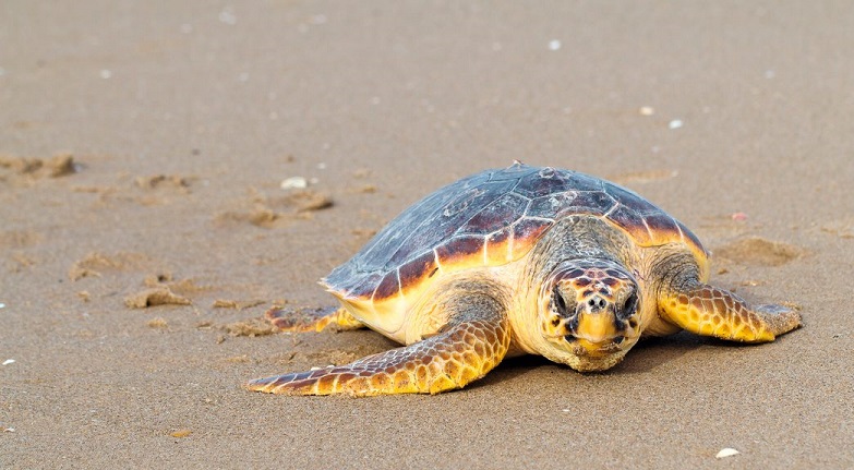 Tyrkiets caretta caretta skildpadder